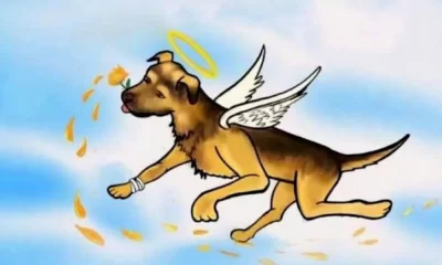 Scooby el perrito asesinado en Tecámac, tenia familia, lo habían rescatado de las calles