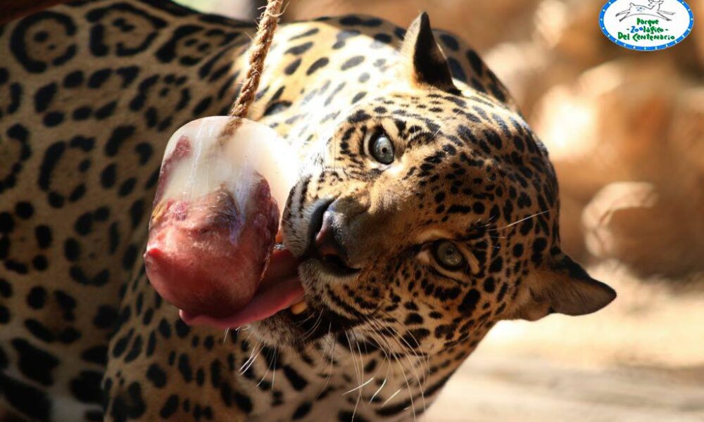 Refrescan a los animales del Zoológico de Mérida con paletas congeladas