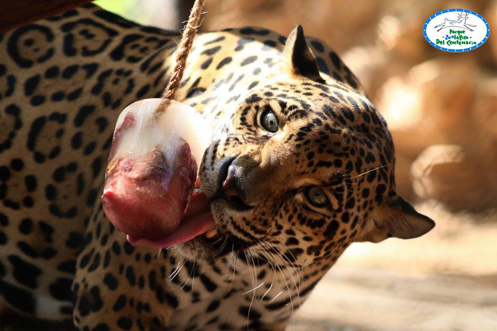 Refrescan a los animales del Zoológico de Mérida con paletas congeladas