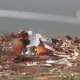 Tornado en Matador, Texas, deja tres muertos