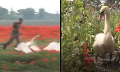 Cisnes de Eslovaquia se volvieron adictos a la amapola