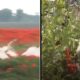 Cisnes de Eslovaquia se volvieron adictos a la amapola