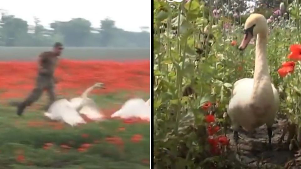 Cisnes de Eslovaquia se volvieron adictos a la amapola