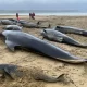 Encallan y mueren 55 ballenas piloto en playas de Escocia