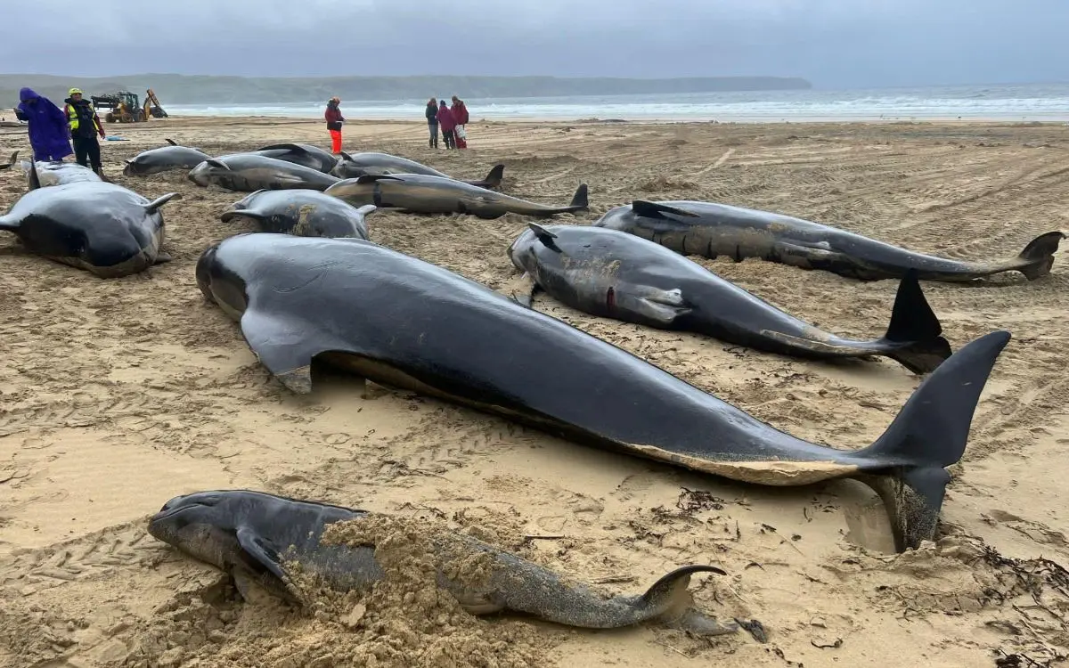 Encallan y mueren 55 ballenas piloto en playas de Escocia