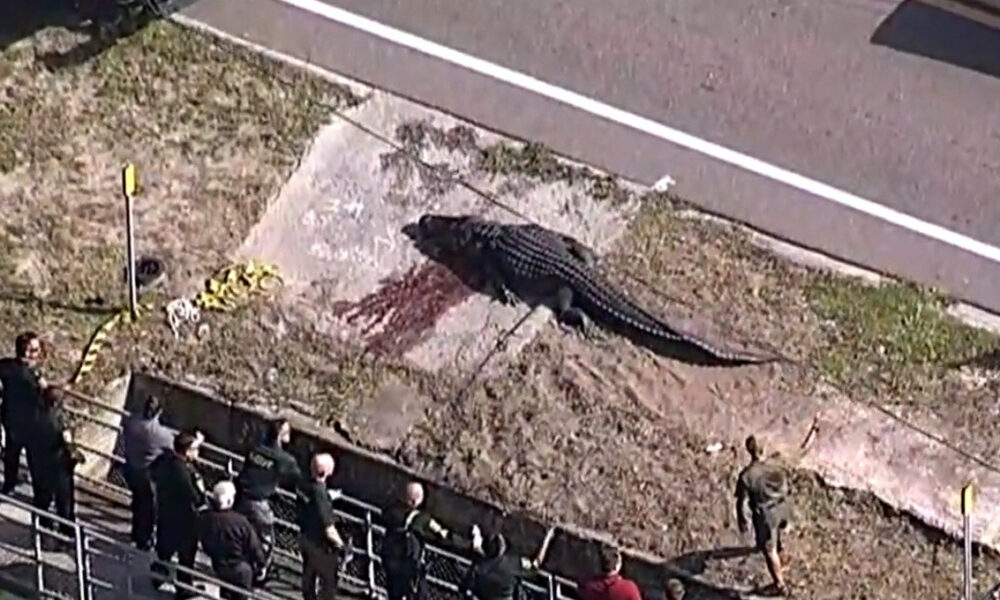 Video: Capturan a un caimán gigante que mató y arrastró a una persona en Florida