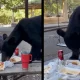 Video: Oso invade la mesa de una familia en parque de Nuevo León