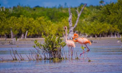 Regreso de los flamencos