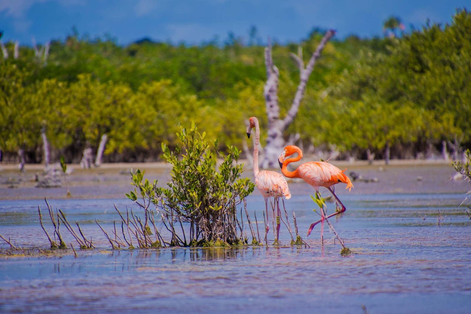 Regreso de los flamencos