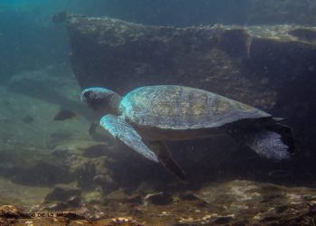 Amenaza a tortugas marinas en Tulum