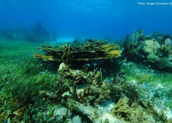 ¿Cuáles son los arrecifes de coral más importantes en Cancún?
