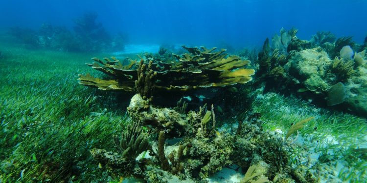 ¿Cuáles son los arrecifes de coral más importantes en Cancún?