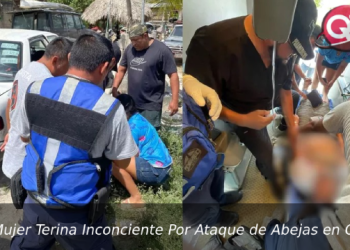 Abejas atacan a mujer en Othón P. Blanco