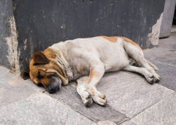 Abuso de perros en Cancun denuncias y acciones