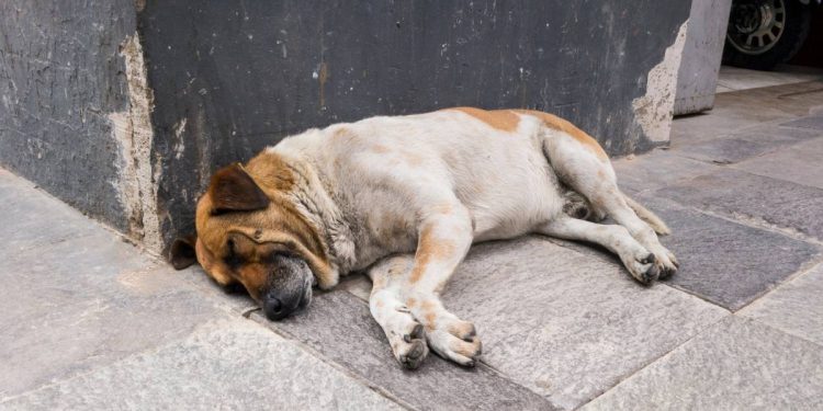 Abuso de perros en Cancun denuncias y acciones