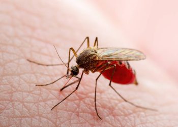 Brote de fiebre amarilla en Colombia autoridades declararan emergencia sanitaria y economica