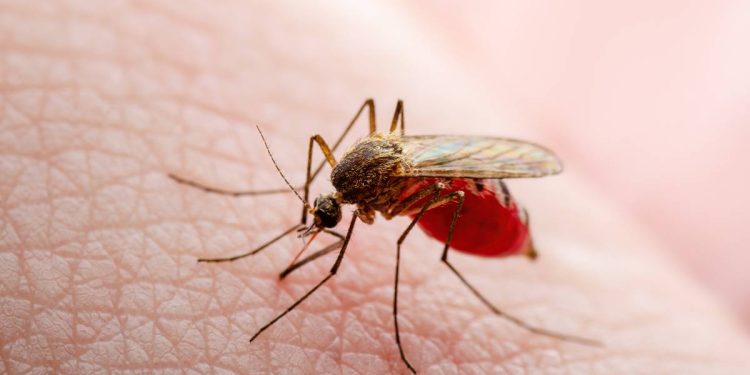 Brote de fiebre amarilla en Colombia autoridades declararan emergencia sanitaria y economica
