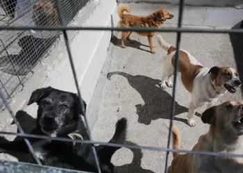 Casos de maltrato animal en Cancún según el DIF: un panorama alarmante