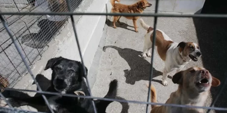 Casos de maltrato animal en Cancún según el DIF: un panorama alarmante