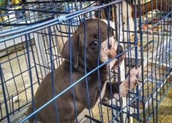Casos de maltrato animal registrados en Cancún 2025: cifras alarmantes y acciones urgentes