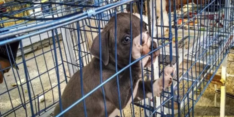 Casos de maltrato animal registrados en Cancún 2025: cifras alarmantes y acciones urgentes