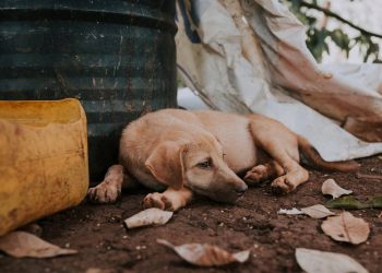 Casos de maltrato de perros registrados en Cancun 2025 cifras contexto y acciones