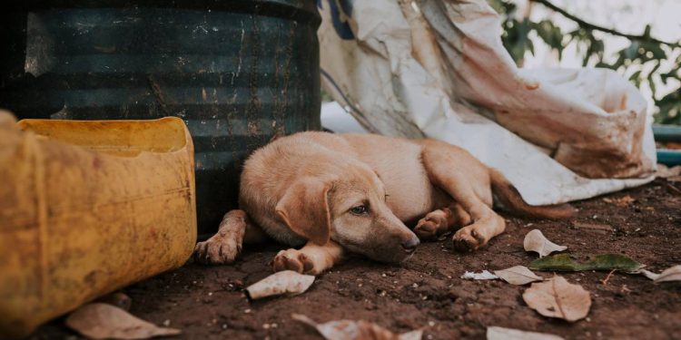 Casos de maltrato de perros registrados en Cancun 2025 cifras contexto y acciones