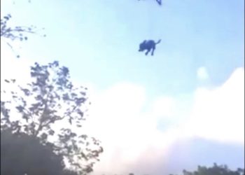 ¡Insólito! Rescatan a Chihuahua Atado a un Dron en Quintana Roo