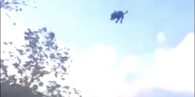 ¡Insólito! Rescatan a Chihuahua Atado a un Dron en Quintana Roo