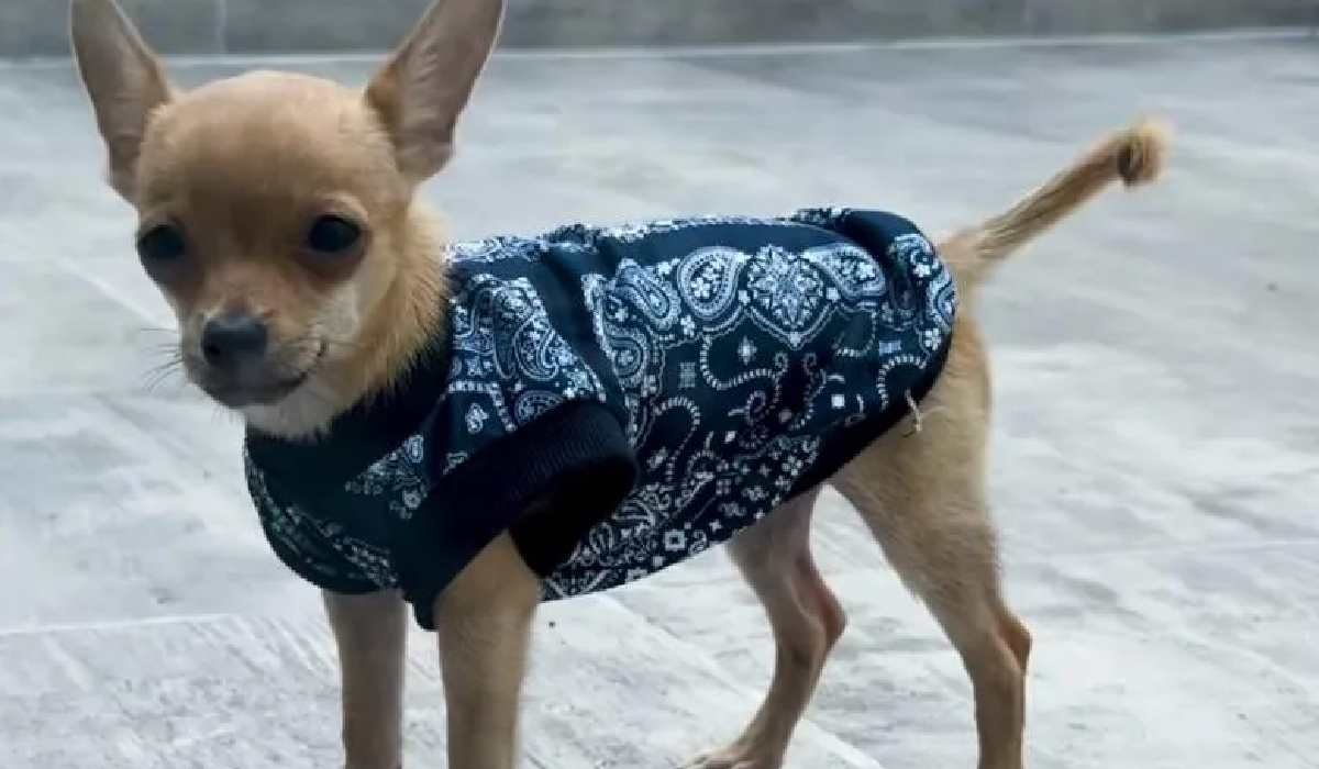 Perro atado