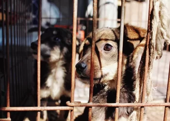 Cómo Denunciar Maltrato Animal en Cancún Paso a Paso
