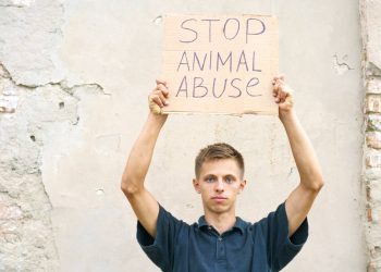 Como identificar señales de maltrato animal en Cancun