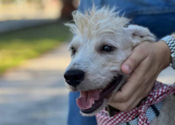 Consecuencias legales para agresores de animales en Cancun