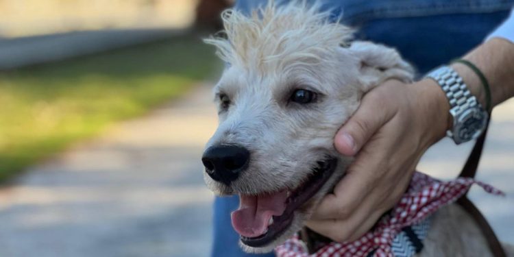 Consecuencias legales para agresores de animales en Cancun