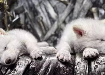 Empresa de biotecnologia crea cachorros con rasgos de canido extinto