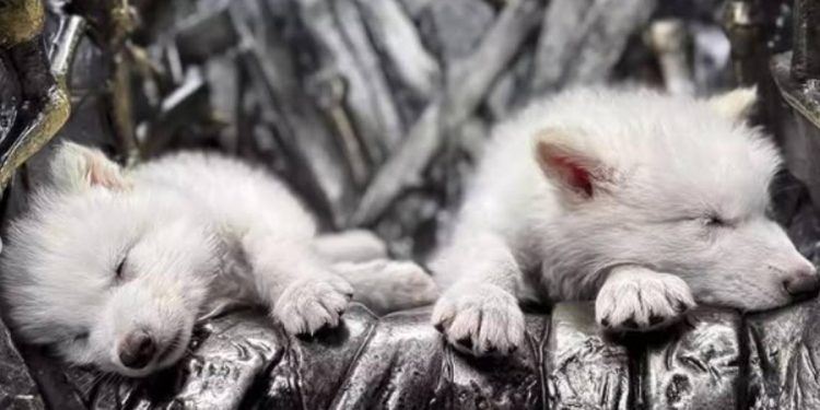 Empresa de biotecnologia crea cachorros con rasgos de canido extinto