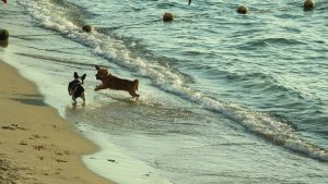 Esta permitido llevar mascotas a las playas de Cancun