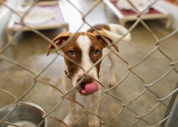 Estadisticas de abandono de perros en Quintana Roo una crisis silenciosa
