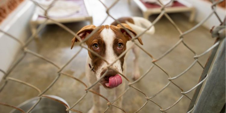Estadisticas de abandono de perros en Quintana Roo una crisis silenciosa