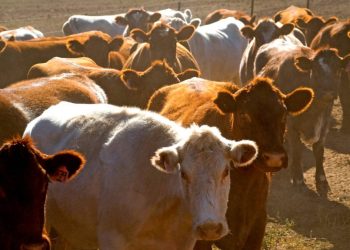 Mexico no se subordina ante alerta de Estados Unidos por plaga del gusano barrenador