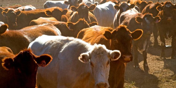 Mexico no se subordina ante alerta de Estados Unidos por plaga del gusano barrenador