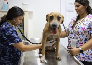 Organizaciones que apoyan a animales víctimas de crueldad en Cancún