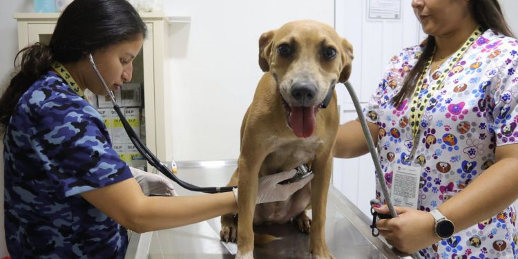 Organizaciones que apoyan a animales víctimas de crueldad en Cancún