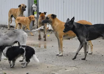 Pasos para rescatar a un animal en situación de maltrato en Cancún