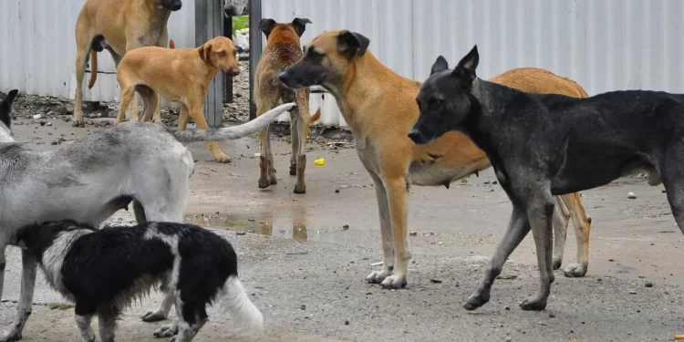 Pasos para rescatar a un animal en situación de maltrato en Cancún