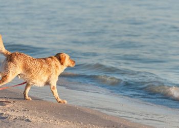 Regulaciones sobre mascotas en las playas de Cancun lo que necesitas saber antes de ir con tu peludo