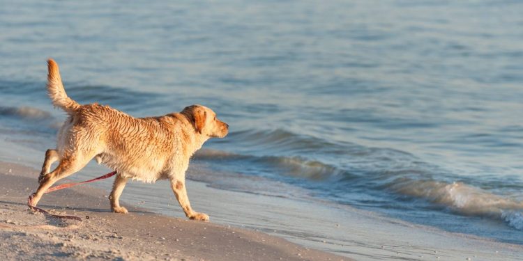 Regulaciones sobre mascotas en las playas de Cancun lo que necesitas saber antes de ir con tu peludo
