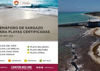 Reportes oficiales sobre el sargazo en Cancun en 2025