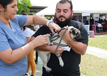 Servicios gratuitos para animales víctimas de maltrato en Cancún
