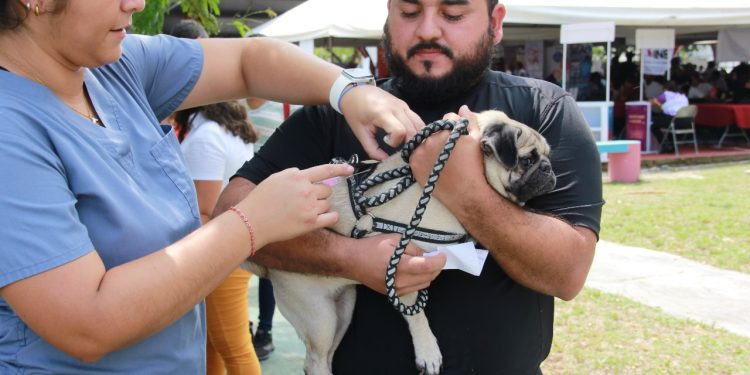 Servicios gratuitos para animales víctimas de maltrato en Cancún